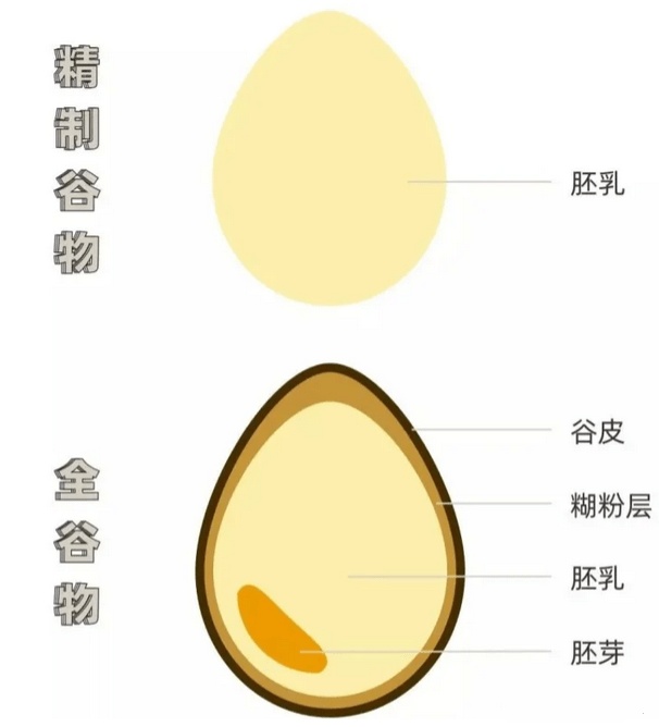 全谷物的定義與特點